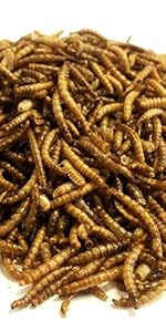mealworms