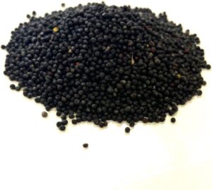 *New* Black Rape Seed and Bird Seed 1.5Kg Green Manure XLDS