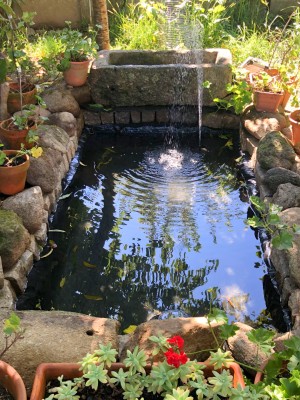 pond film