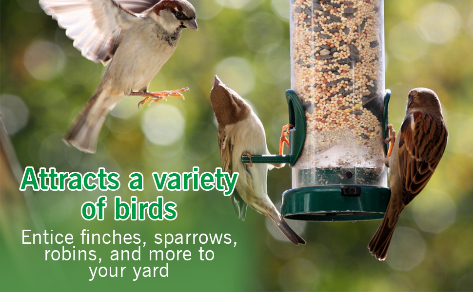 wild bird seed 20kg cheapest