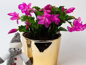 Christmas cactus
