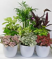 House Plant Mix