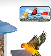bird watching camera