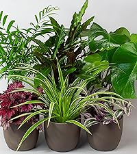House Plant Mix