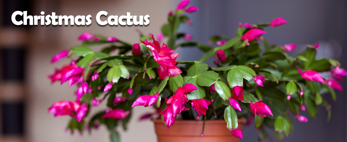 Christmas cactus