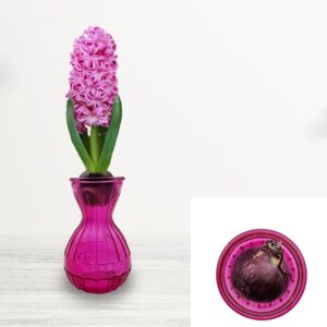 1 Pink Pearl Hyacinth Bulb in Glass Gift Kit – Spring Blooming Perennial with Sweet Fragrance – Cultivated for UK Climate Conditions – Perfect for Home Déco