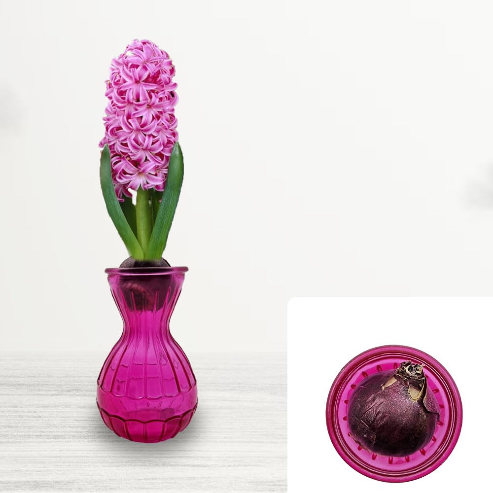 1 Pink Pearl Hyacinth Bulb in Glass Gift Kit – Spring Blooming Perennial with Sweet Fragrance – Cultivated for UK Climate Conditions – Perfect for Home Déco
