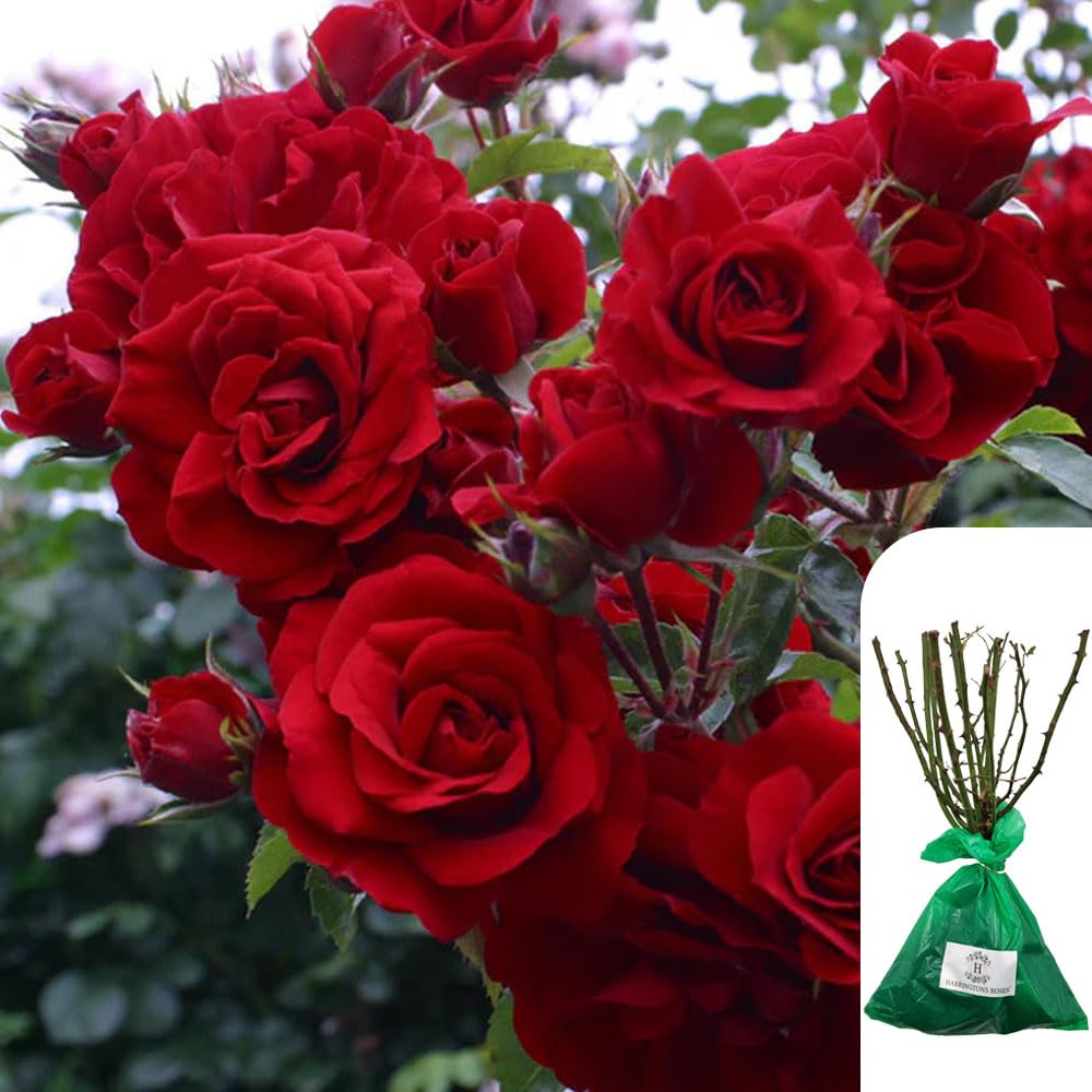1 x Climbing Rose ENA Harkness – RHS Award-Winning Crimson Rose Fragrant