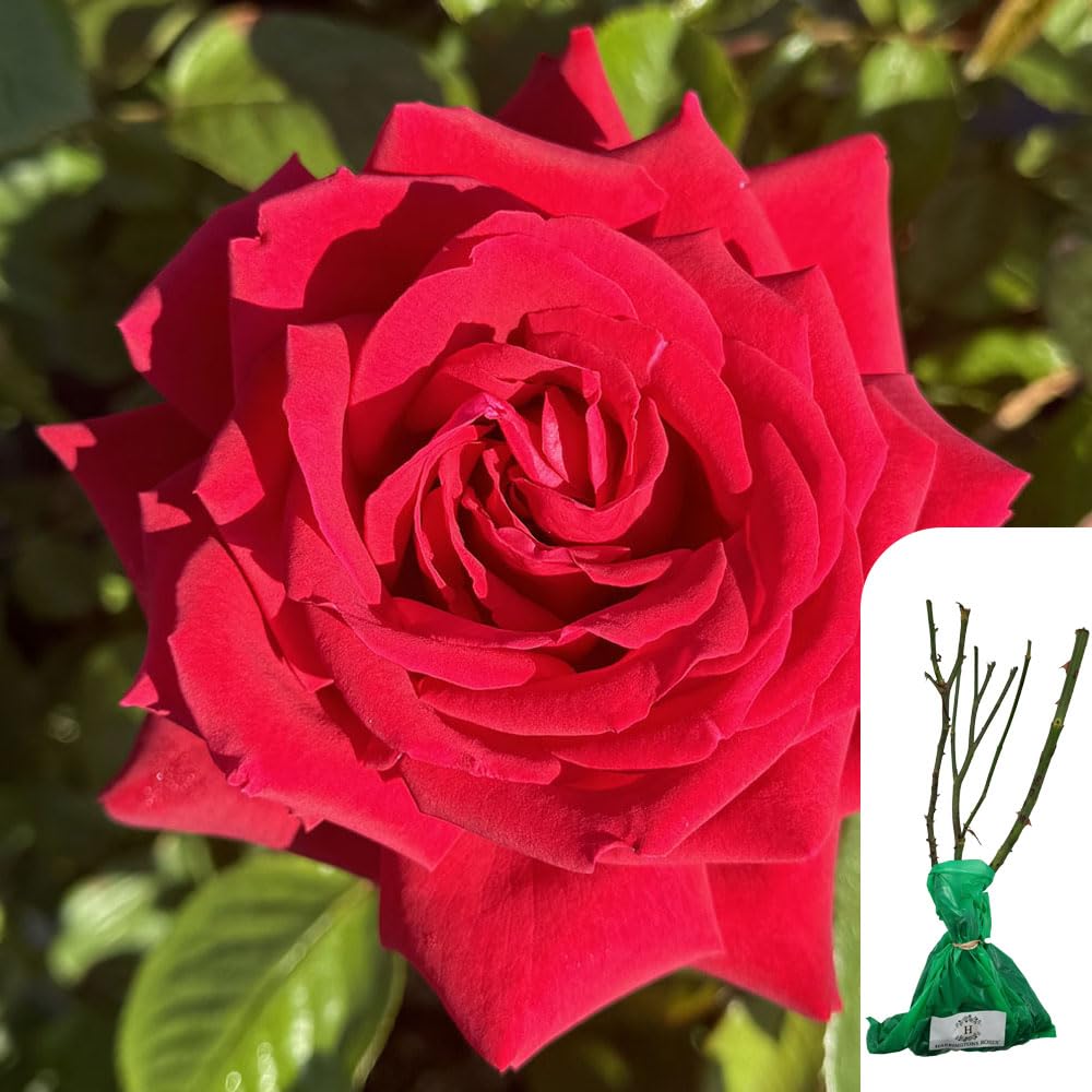 1 x Rosa Loving Memory Hybrid Tea Rose – Stunning Red Blooms