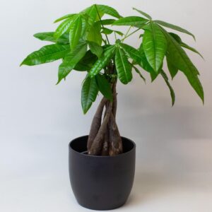 Money Tree - Money Plants Indoor