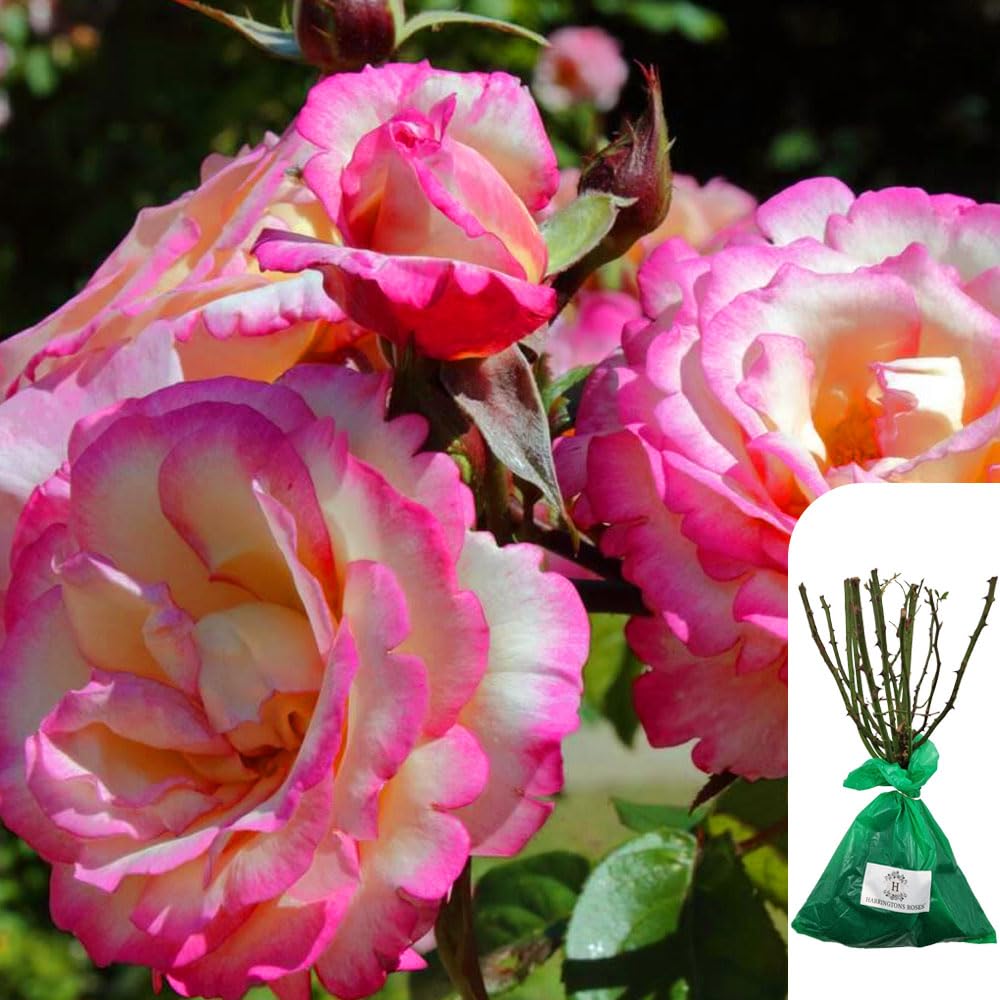 1 x Rosa 'Handel'