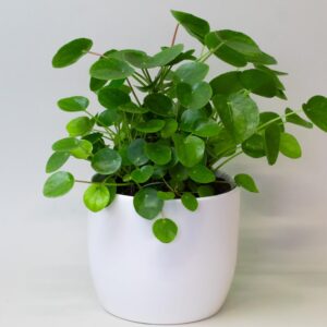 Chinese Money Plant – House Plants Indoor