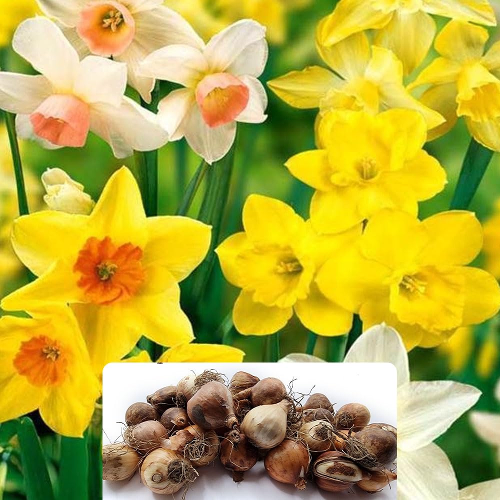 30 Dwarf Scented Daffodil Mix Bulbs – Miniature Perennial Daffodils with Fragrant Bloom –Cultivated for UK Climate Conditions