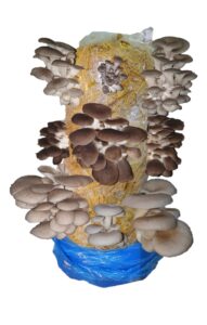 Mushroom Growing Kit