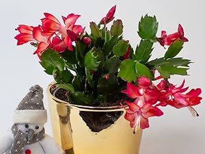 Christmas Cactus