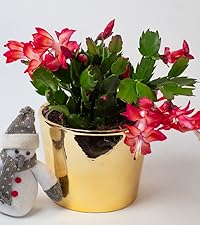 Christmas Cactus