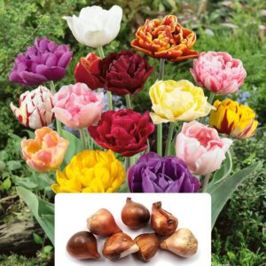 7 Tulip Double Late Mixed Bulbs: A Timeless Perennial Choice - Enhance Your Garden with Stunning Floral Combinations - Perfectly Suited to UK Climate Conditions