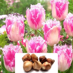 7 Tulip Huis Ten Bosch Bulbs - Late Blooming Perennial with Cheerful Sugary Pink Fringed Flowers - Ideal for Your Patio or Landscape - Hand Selected for Optimal Growth in The UK Climate