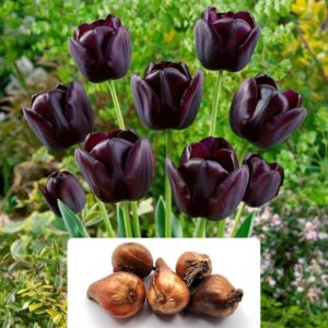 Pack of 5 Tulip Queen of The Night Bulbs - Exquisite Perennial Tulip in Rare and Unique Coloration - Essential Addition for Every Spring Garden – Cultivated for UK Climate Conditions
