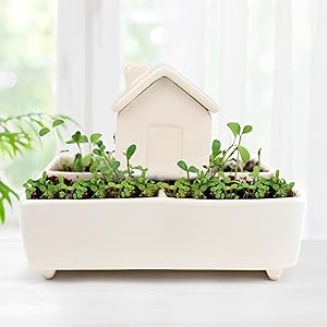 Self watering garden house plant pot