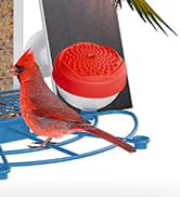 bird watching camera
