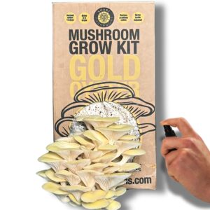 Smart Mushrooms Growing kit Gold Oyster XL - Harvest in 14 days - Growth Guaranteed - Ideal Mushroom Gifts Foodie/Gardening Fun