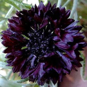 Cornflower Black Ball Seeds - 200 Native UK Wild Flower Seeds for Attracting Bees