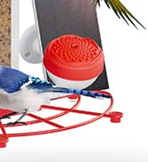 bird feeder camera