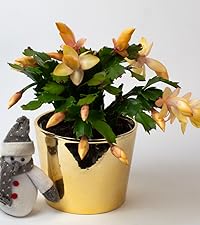 Christmas Cactus
