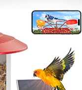 bird feeder with camera
