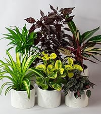 Pet Friendly Plants