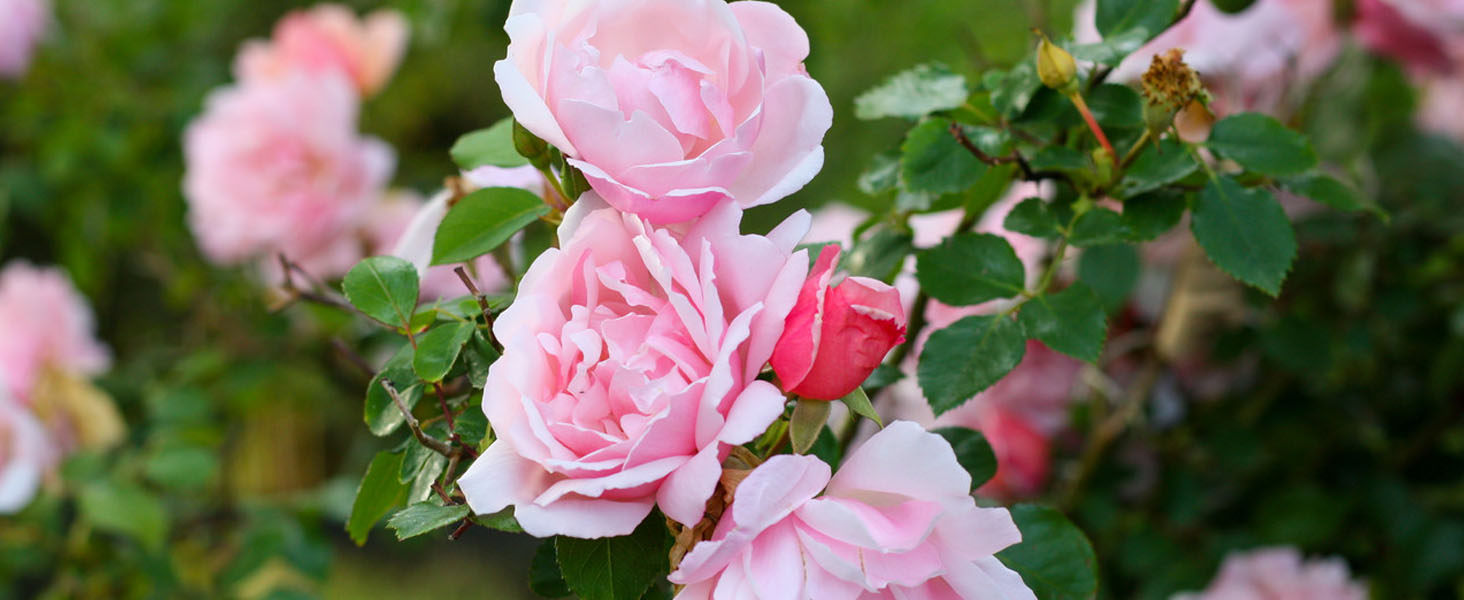 climbing ALBERTINE roses