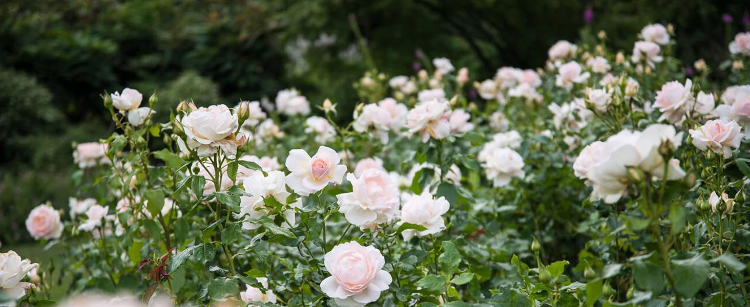 hybrid tea CHANDOS BEAUTY rose
