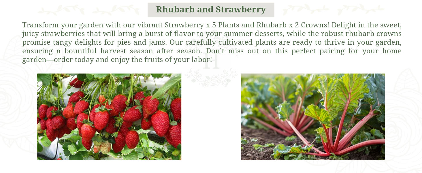 Rhubarb and Strawberry