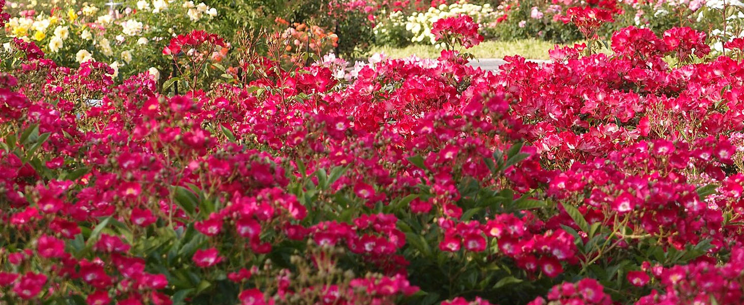 Shrub Roses