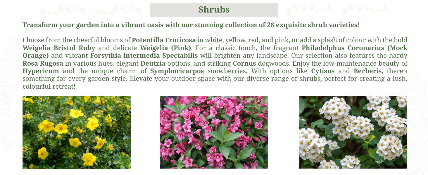 shrubs