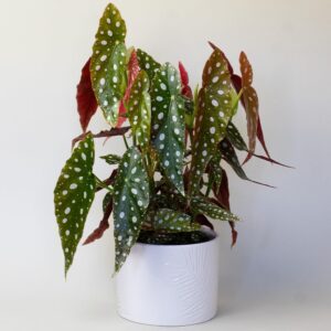 Begonia Maculata - House Plants & Indoor Plants