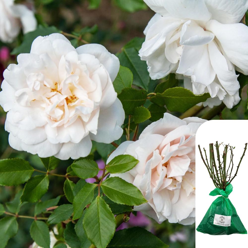 1 x Rosa MME Alfred Carrière - Fragrant