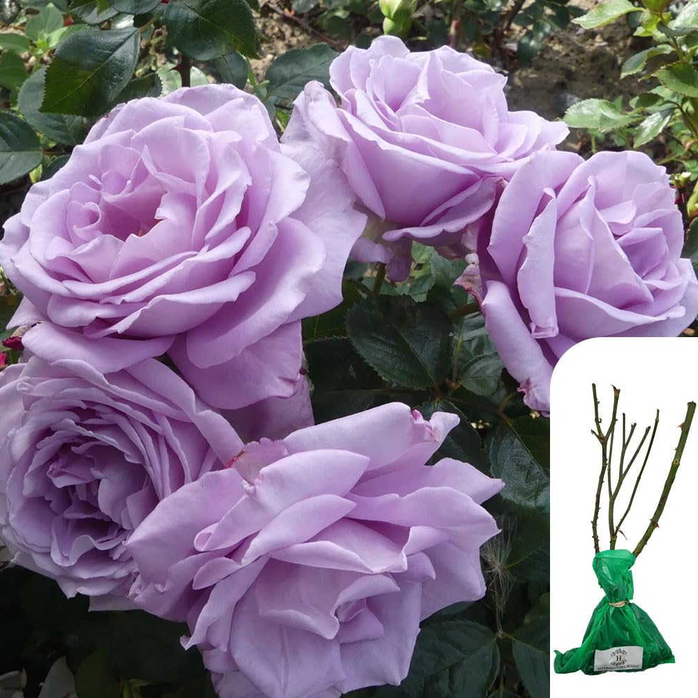 1 x Rosa Blue Moon Hybrid Tea Rose - Award-Winning Fragrant Lilac Blooms