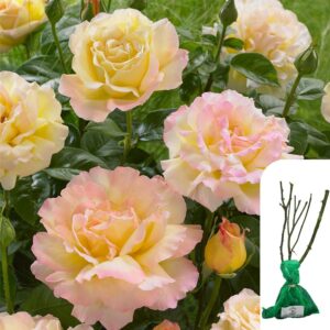 1 x Rosa Peace Hybrid Tea Rose - Yellow & Peach Blooms