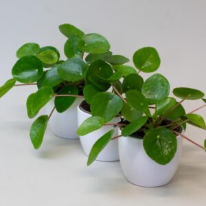 3 x Chinese Money Plant – House Plants Indoor