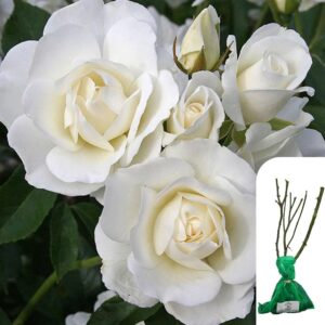 1 x Rosa Iceberg Floribunda Rose - Bare Root