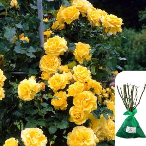 1 x Climbing Rose Golden Showers