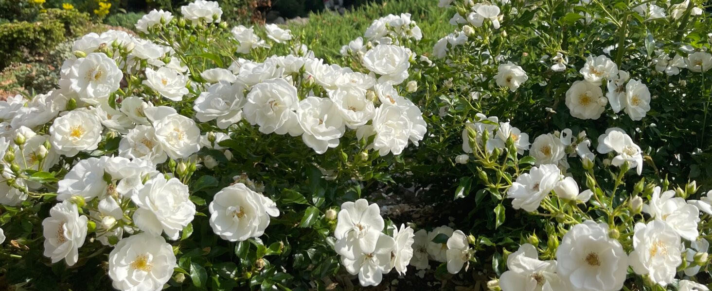 floribunda ICEBERG rose