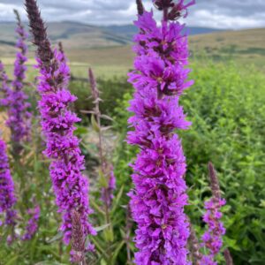 Purple Loosestrife Seeds - 1000 Native UK Wild Flower Seeds for Attracting Birds