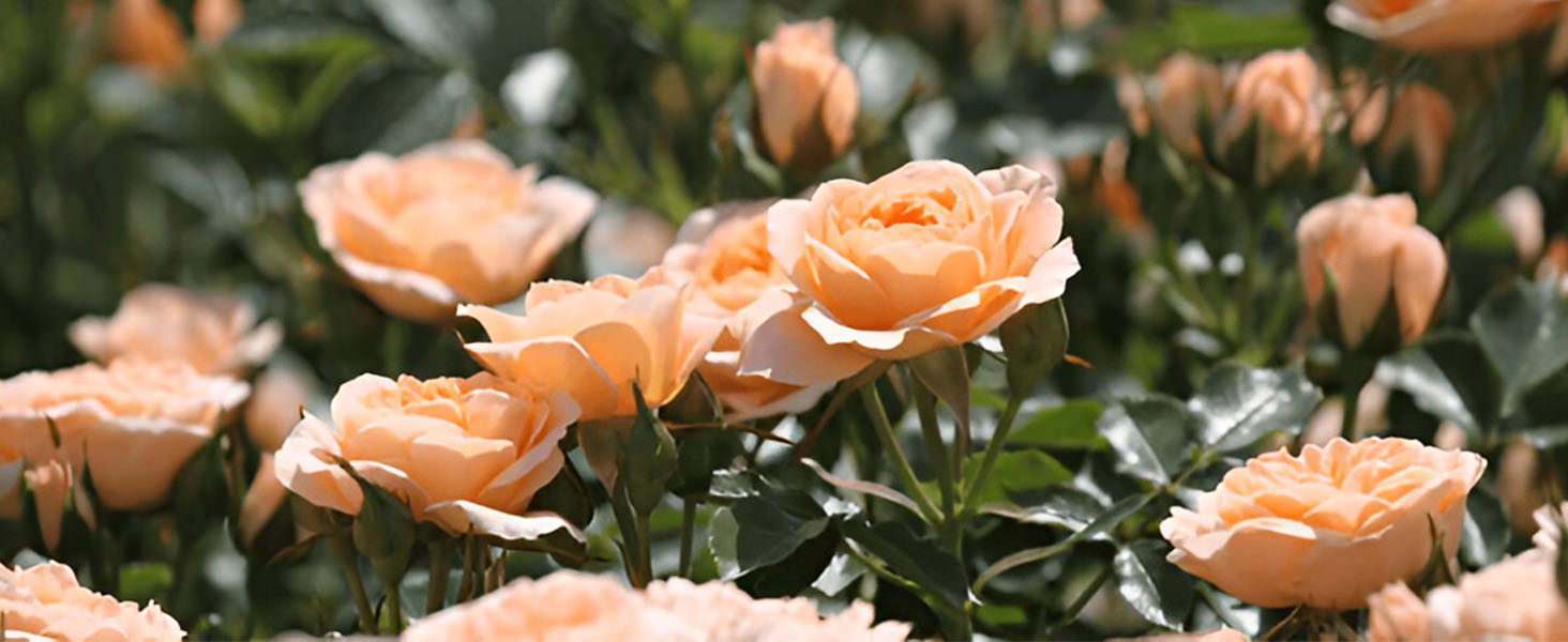 Patio Roses