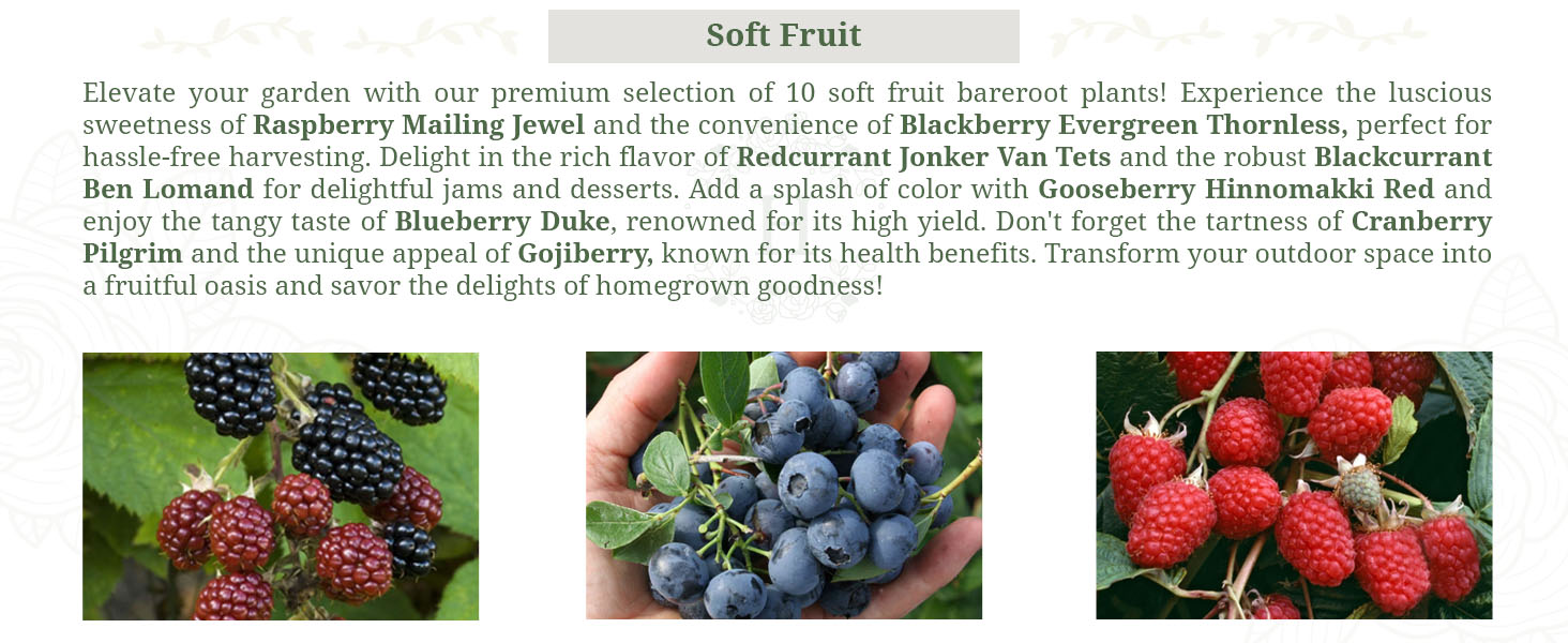 Soft Fruit