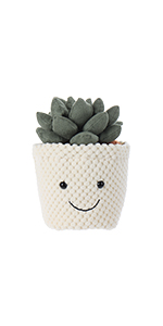succulents