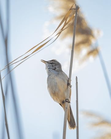 bird feeder