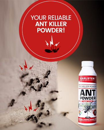 Karlsten Flea Killer Aerosol Rapid Advanced Elimination Targets Fleas, Larvae, and Eggs for Compl...